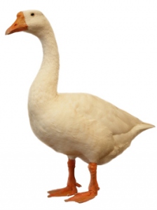 goose1