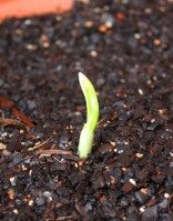 garlic2 day 14 june 27