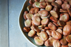 driedbroadbeans