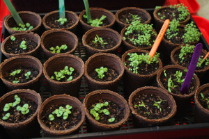 Basil, thyme, parsley day 21