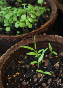 Parsley, in front; thyme at back - day 21