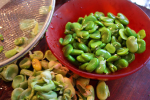 broadbeansdoublepeeled