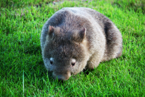 wombat sunday april 14 2